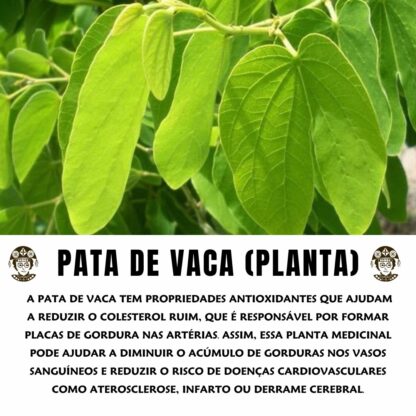Garrafada Chá Mix de Plantas para Colesterol 100% Natural - Imagem 3