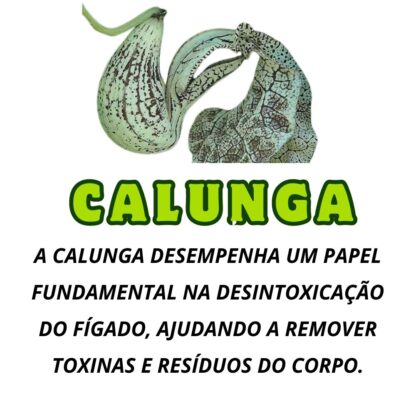 Garrafada Chá Mix de Plantas para o Figado 100% Natural - Imagem 6