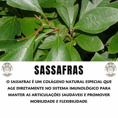 Garrafada para Reumatismo - Imagem 2